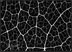 Leaf Latticework: projected photograms. 2000