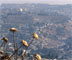 Qubbat al-Sakhra and Golden Thistles from South